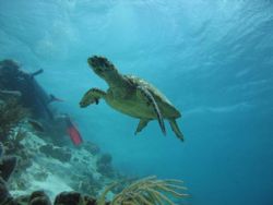 Got lucky with the Turtles. Cannon S60 underwater setting... by David Prewer 